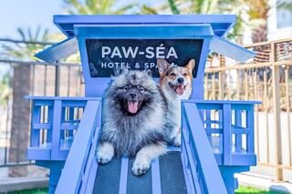 Two happy dogs relax on a colorful doghouse labeled "PAW-SEA HOTEL & SPA," enjoying a sunny day with palm trees in the background.